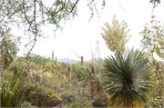 Tucson 2552